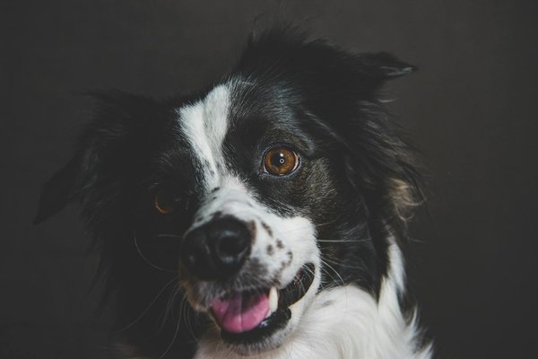 Animaux exotiques et cinéma