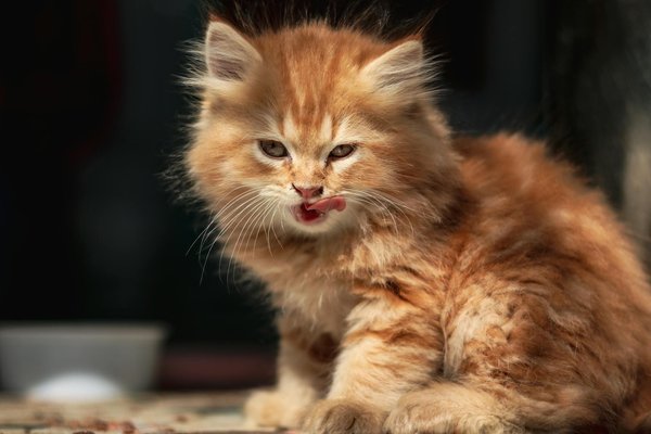Croquettes ou pâtée: quel type de nourriture choisir pour son chat
