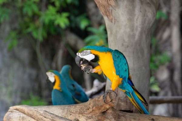 Animaux exotiques et cinéma