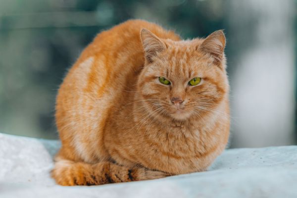 Ce que la couleur de votre chat révèle à propos de sa personnalité