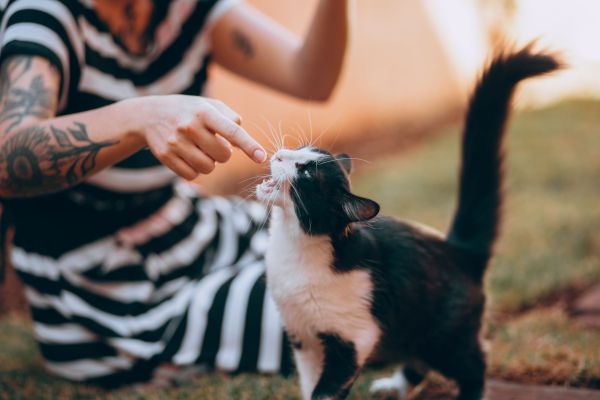 Comment dresser un chat pour qu'il réponde à son nom ?