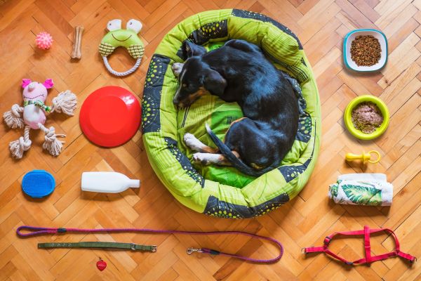 Découvrez les accessoires indispensables pour votre canichien