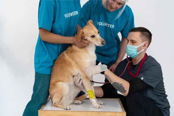 Les nouveaux services de réhabilitation pour animaux blessés