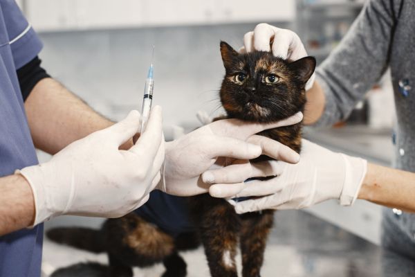 Les tendances en soins préventifs pour animaux