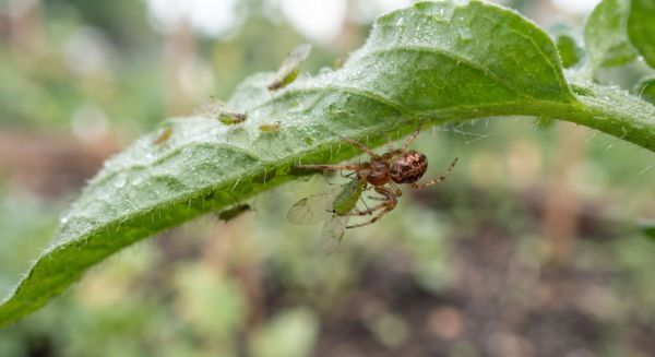 Lutte biologique : utilisation des arachnides contre les nuisibles