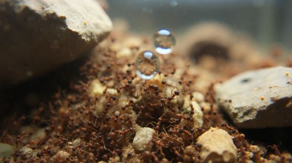 Top cinq conseils pour éviter les erreurs en élevage de fourmis